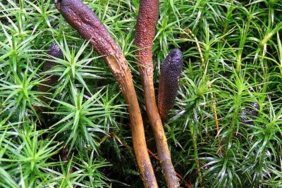 Cần hiểu rõ về đông trùng hạ thảo trước khi sử dụng