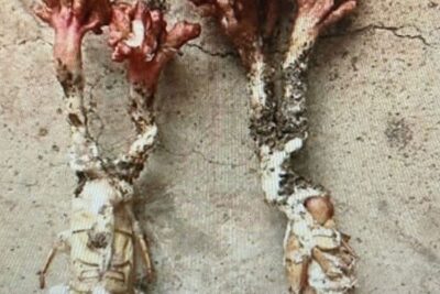 Cảnh báo: cấp cứu vì nhầm ‘ve sầu có sừng’ là đông trùng hạ thảo