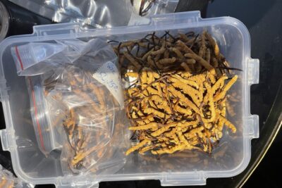 Cảnh báo đông trùng hạ thảo không rõ nguồn gốc