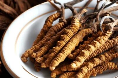 Đặc điểm của các loại đông trùng hạ thảo