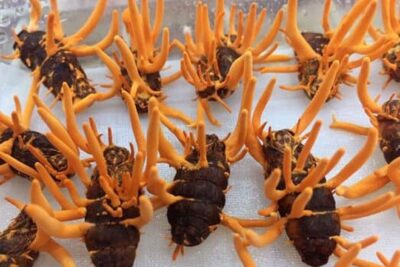 Đông trùng hạ thảo có tốt không? Giải đáp chi tiết cho bạn