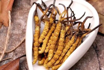 Hướng dẫn sử dụng đông trùng hạ thảo đúng cách