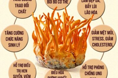 Khám phá quy trình sản xuất đông trùng hạ thảo đạt tiêu chuẩn Việt Nam