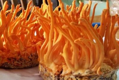 Lưu ý quan trọng khi sử dụng đông trùng hạ thảo