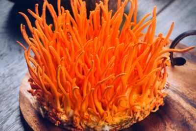 Mua đông trùng hạ thảo DaLaVi tăng cường sức khỏe