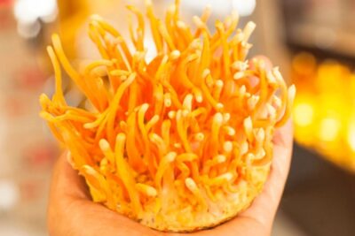 Tác hại của đông trùng hạ thảo không phải ai cũng biết