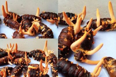 Tìm hiểu về “con” hay “cây” đông trùng hạ thảo