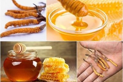 Công dụng của đông trùng hạ thảo ngâm với mật ong