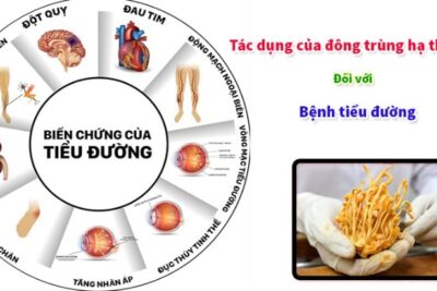 Công dụng của đông trùng hạ thảo trong việc hỗ trợ điều trị tiểu đường
