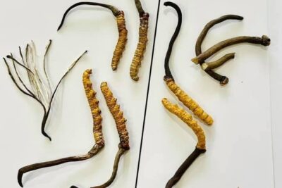 Hướng dẫn phân biệt đông trùng hạ thảo thật và giả