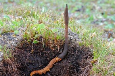 Nên sử dụng loại đông trùng hạ thảo nào hiệu quả