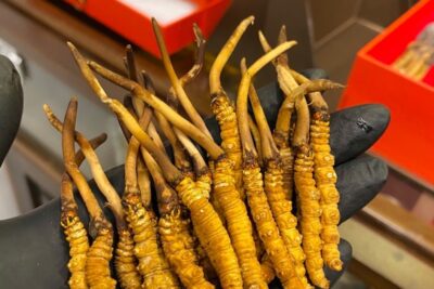 Chú ý các tác hại của đông trùng hạ thảo