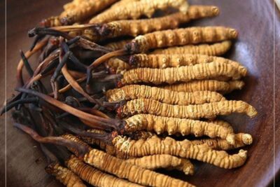 Vì sao đông trùng hạ thảo lại đắt đến vậy?