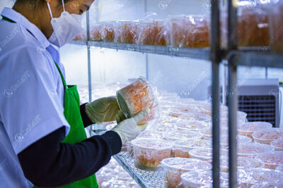 Đông trùng hạ thảo tươi DaLaVi: Món quà sức khoẻ từ Đà Lạt