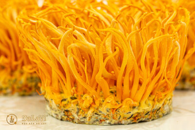 Nên dùng đông trùng hạ thảo tự nhiên hay nuôi cấy?