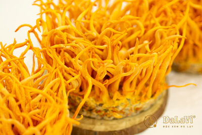 Đông trùng hạ thảo tươi có tác dụng điều trị bệnh gì?