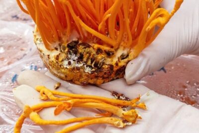 Tìm hiểu đặc điểm của những loại đông trùng hạ thảo