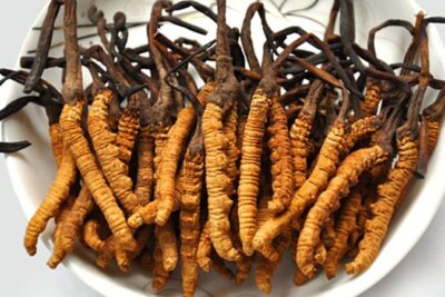 Bị nhiễm trùng bàng quang nên dùng đông trùng hạ thảo như nào?