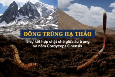 Bật mí 6 công dụng của đông trùng hạ thảo dựa trên khoa học