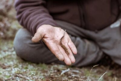 Bí mật lý do Đông trùng Hạ thảo đắt đỏ như vàng