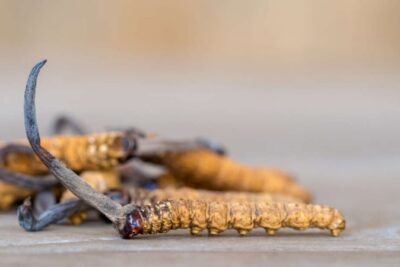 DaLaVi cung cấp đông trùng hạ thảo giá sỉ