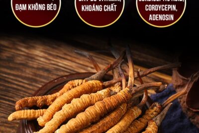 Đông trùng hạ thảo là dược liệu quý đến cỡ nào?