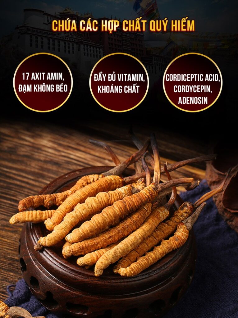 Đông trùng hạ thảo – Bí quyết vàng cho sức khỏe và sắc đẹp của phụ nữ