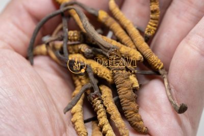 Nấu cháo đông trùng hạ thảo vừa đơn giản lại còn tốt cho cơ thể